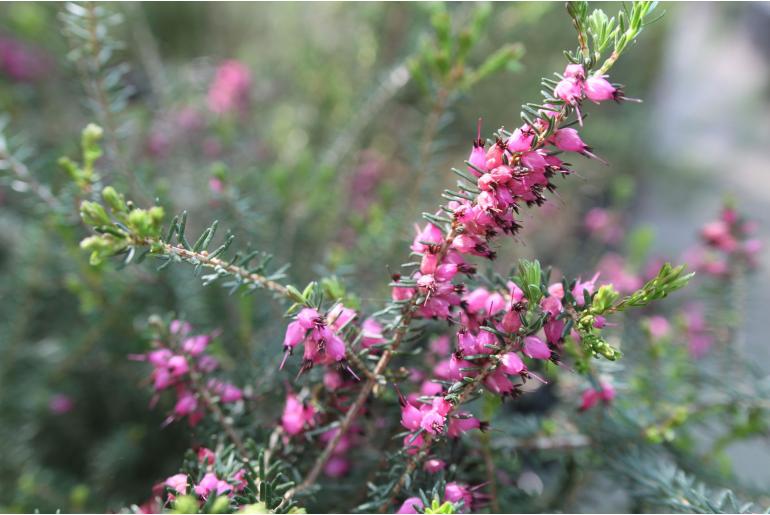 Erica x darleyensis -10882