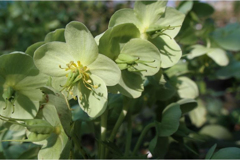 Helleborus lividus -10884