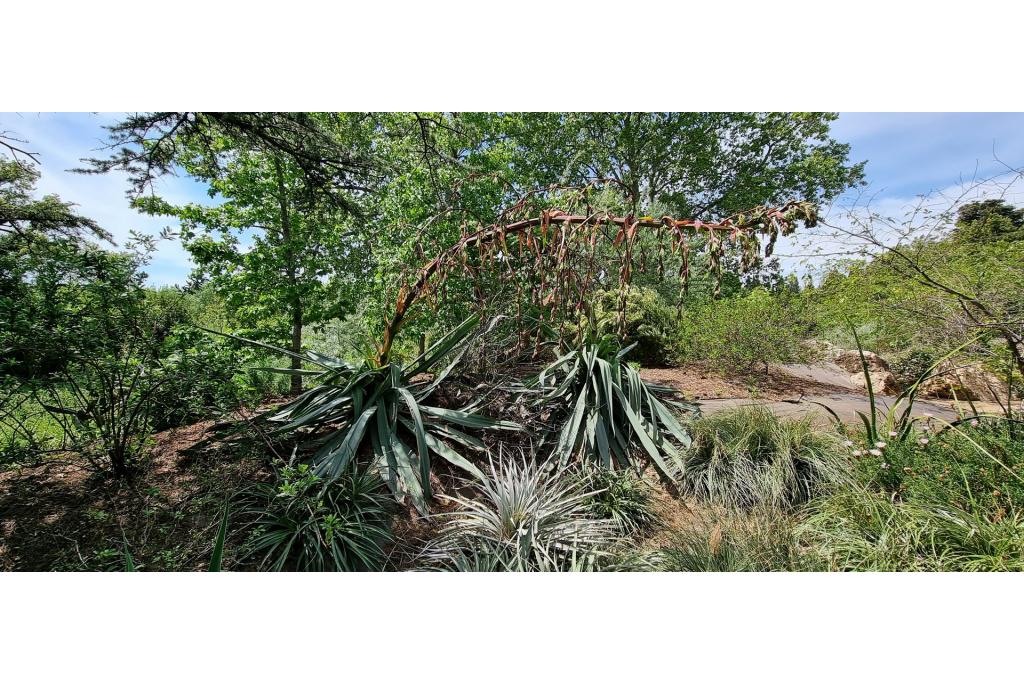 False agave