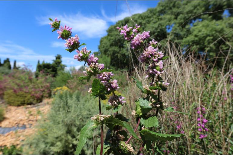 Phlomoides tuberosa -10953