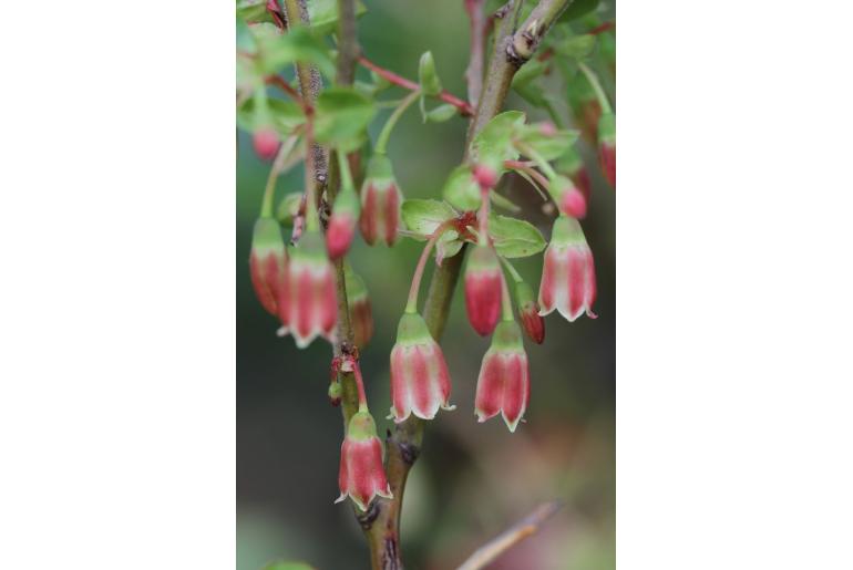 Vaccinium padifolium -10959