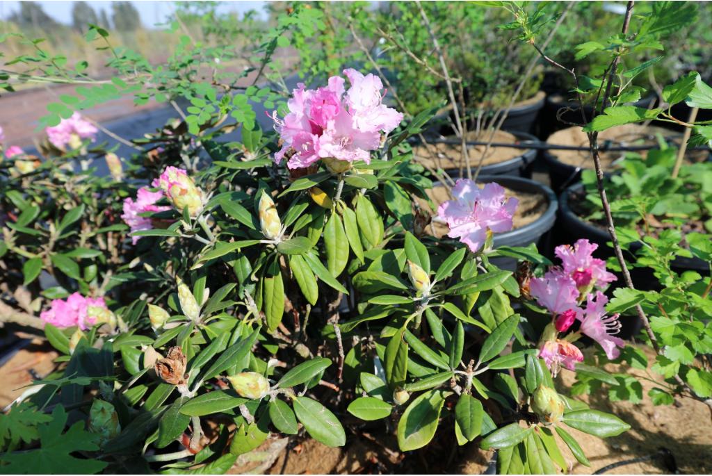 Smirnov's rododendron