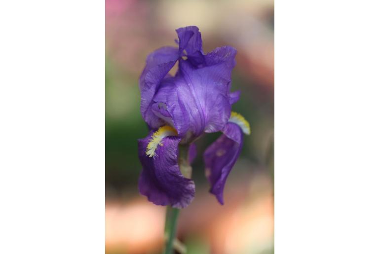 Iris pallida -11012