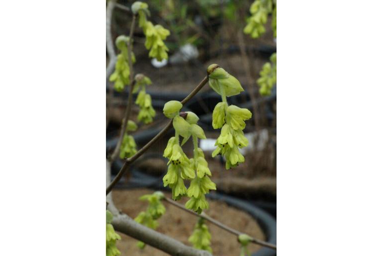 Corylopsis spicata -11068