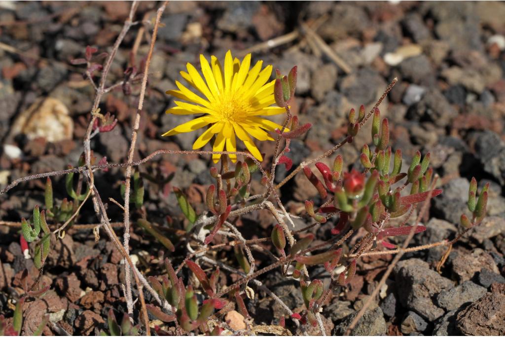 Gele drosanthemum