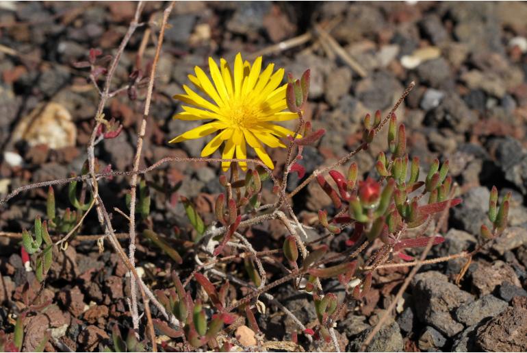 Drosanthemum flavum -11076