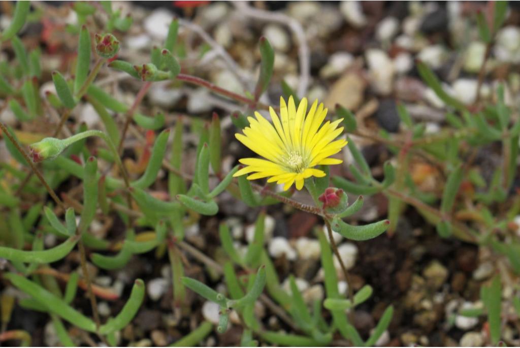 Halfbolvormige drosanthemum