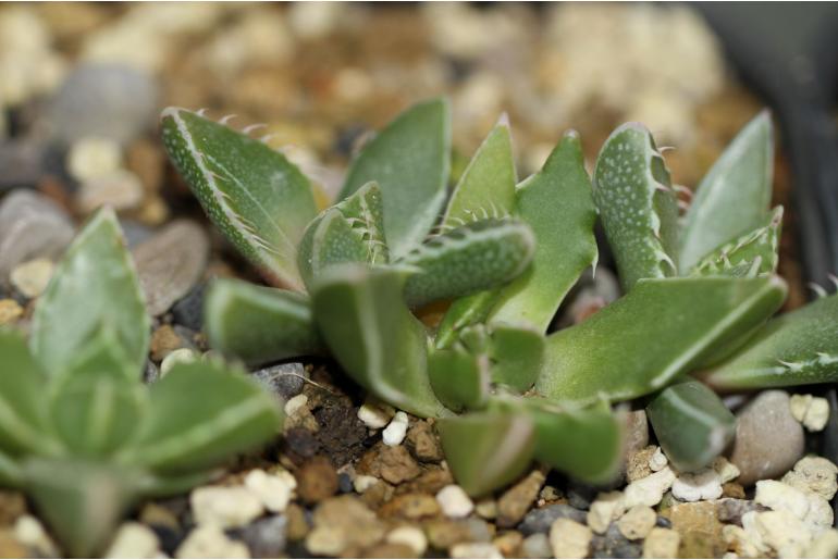 Faucaria bosscheana -11085