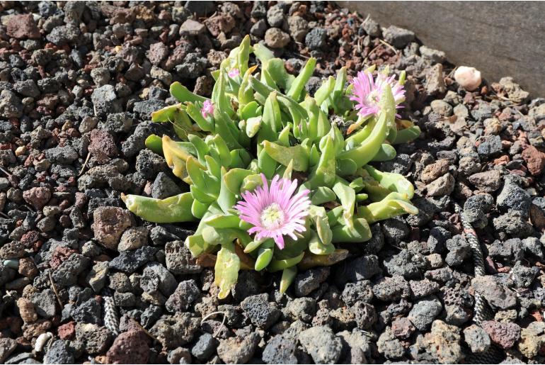 Gibbaeum angulipes -11099