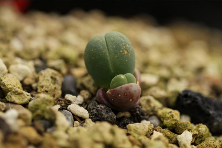 Gibbaeum heathii -11101