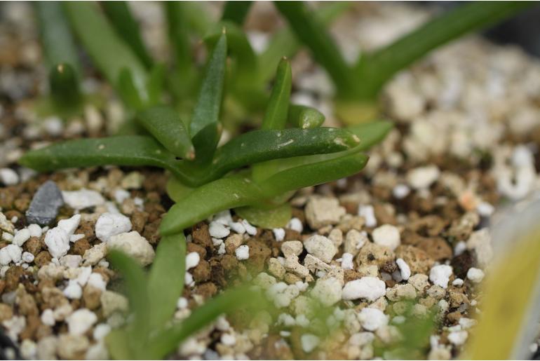 Glottiphyllum fergusoniae -11109