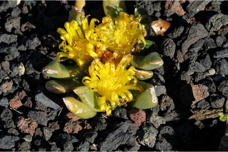 Glottiphyllum surrectum -11111