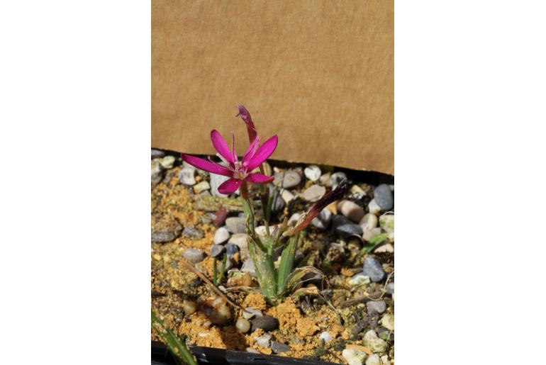 Hesperantha oligantha -11118