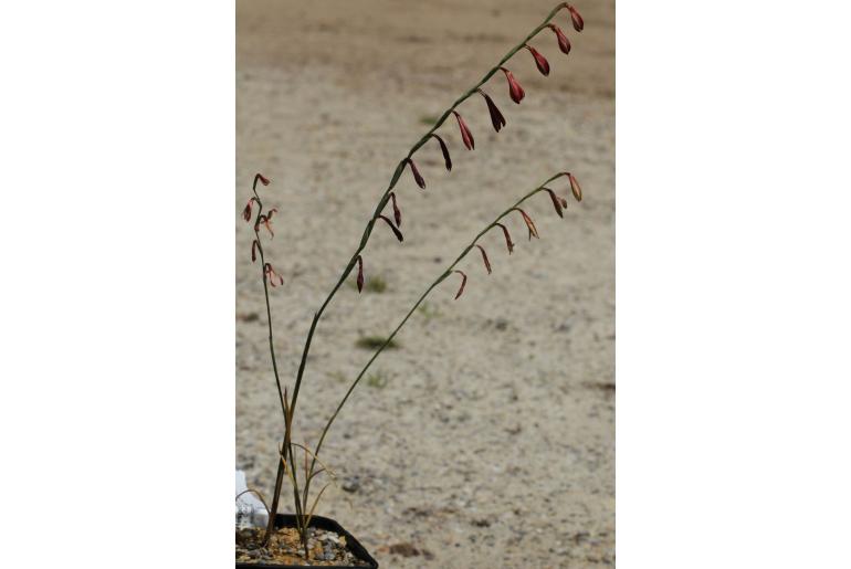 Hesperantha radiata -11119