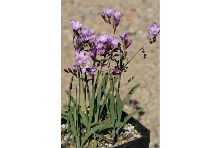 Ixia contorta -11130