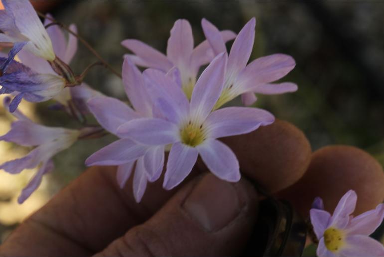 Ixia rapunculoides -11131