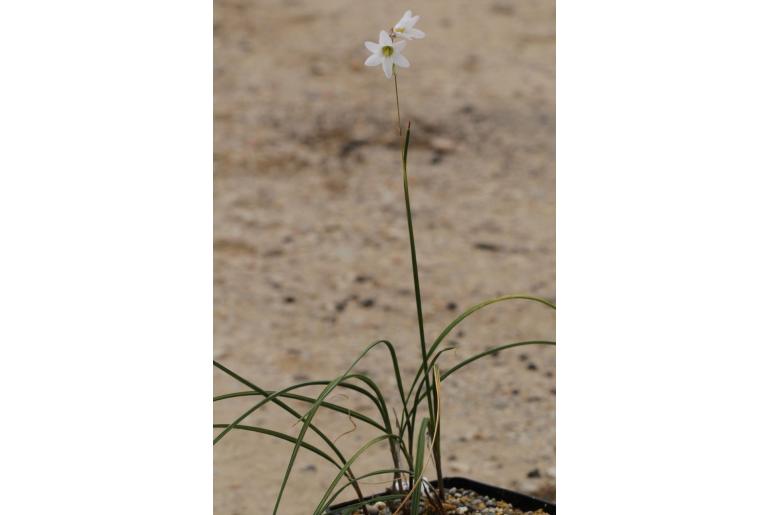 Ixia thomasiae -11132