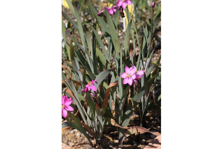 Ixia trifolia -11133