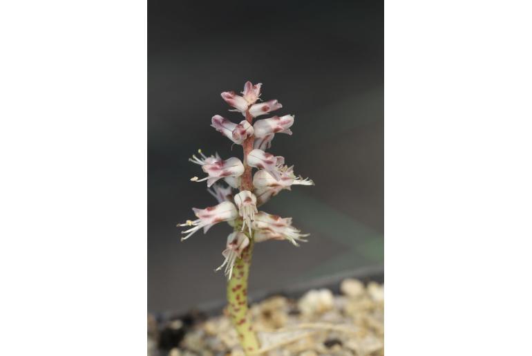 Lachenalia leipoldtii -11143