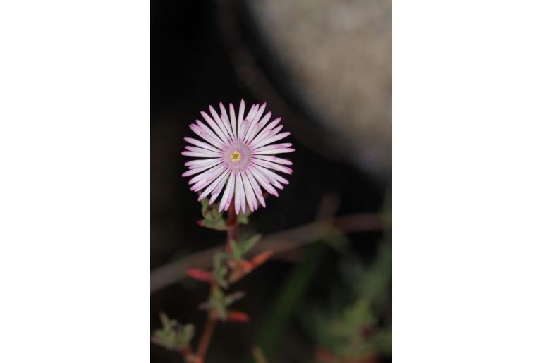 Lampranthus elegans -11153