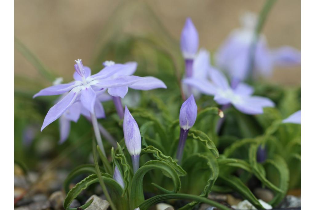 Berglapeirousia