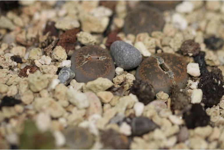 Lithops lesliei -11185