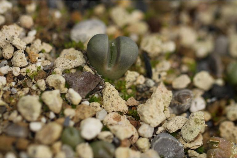 Lithops meyeri -11190