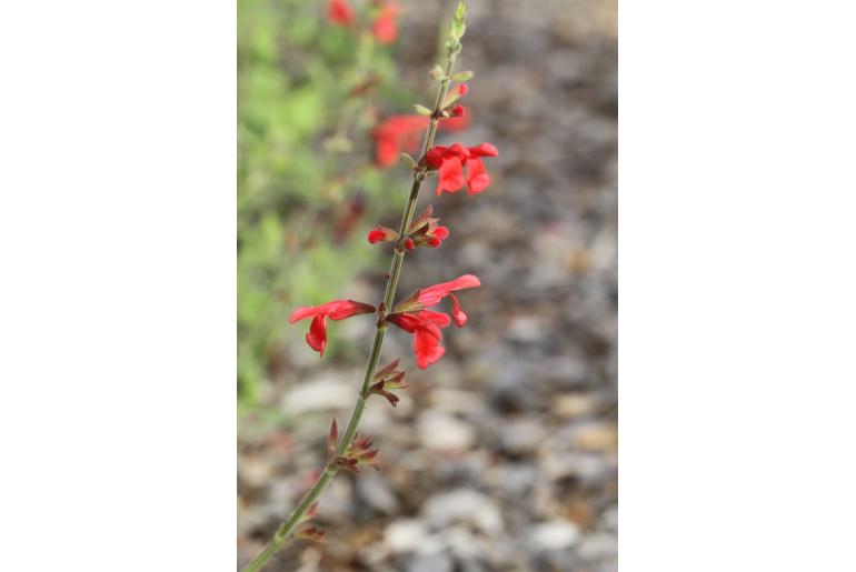 Salvia darcyi -11223