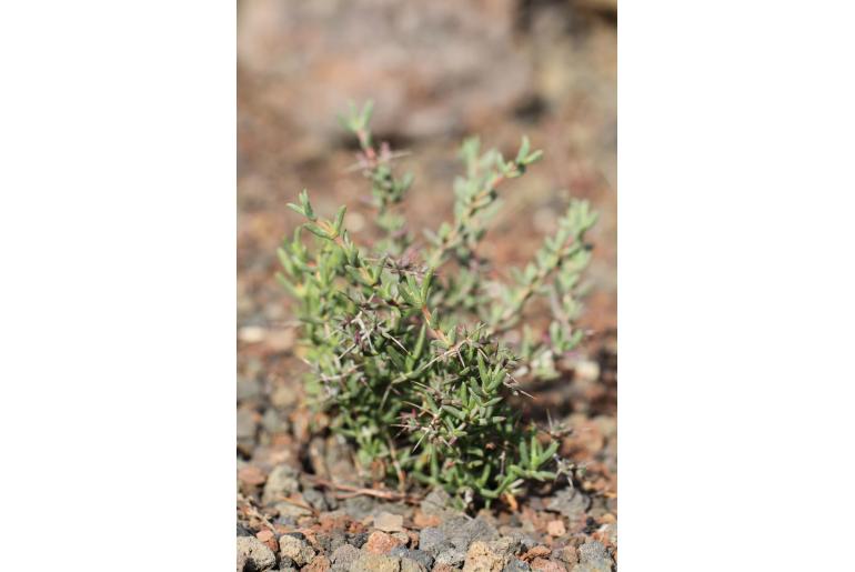 Ruschia intricata -11244