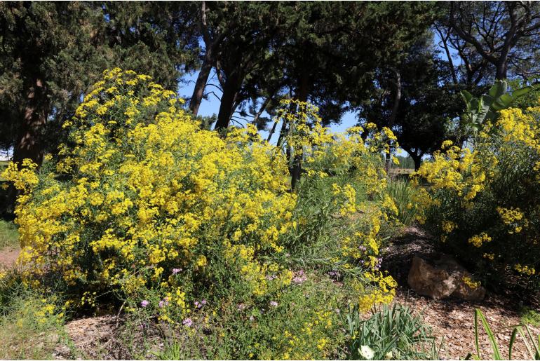 Senecio pterophorus -11254