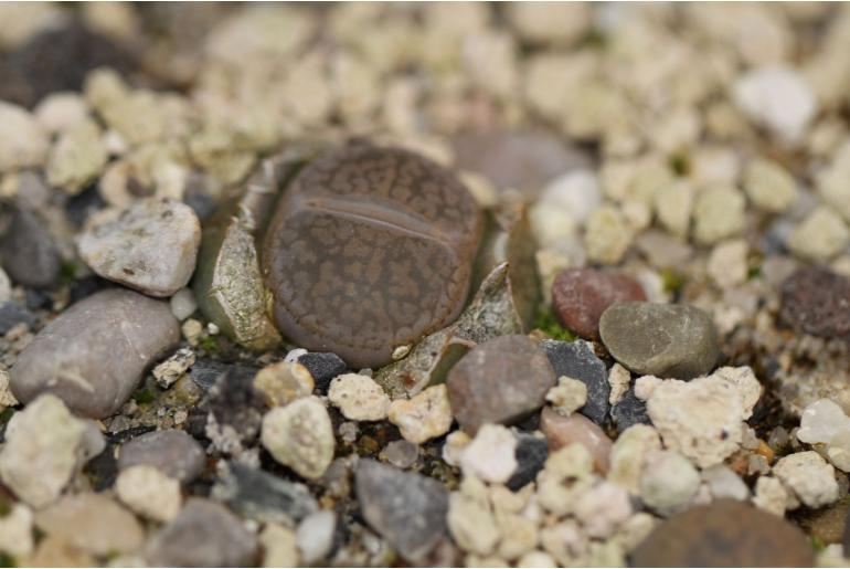 Lithops aucampiae -11290