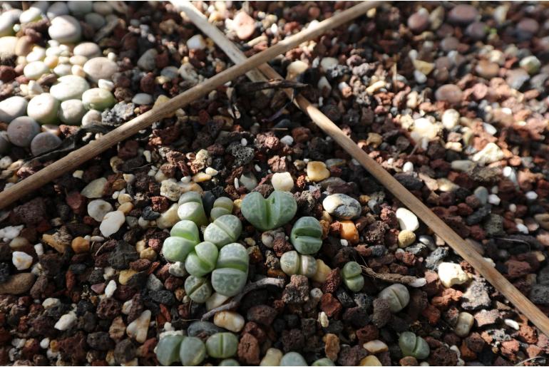 Lithops naureeniae -11293