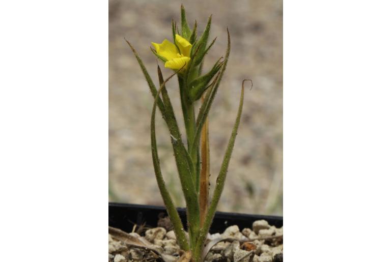 Cartonema philydroides -11306