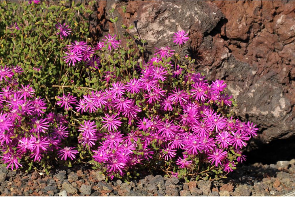 Bolvormige drosanthemum