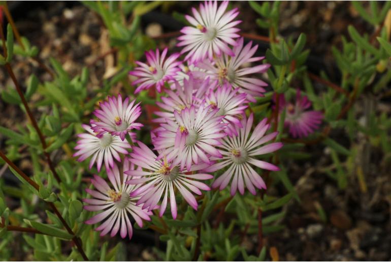 Lampranthus stenus -11345