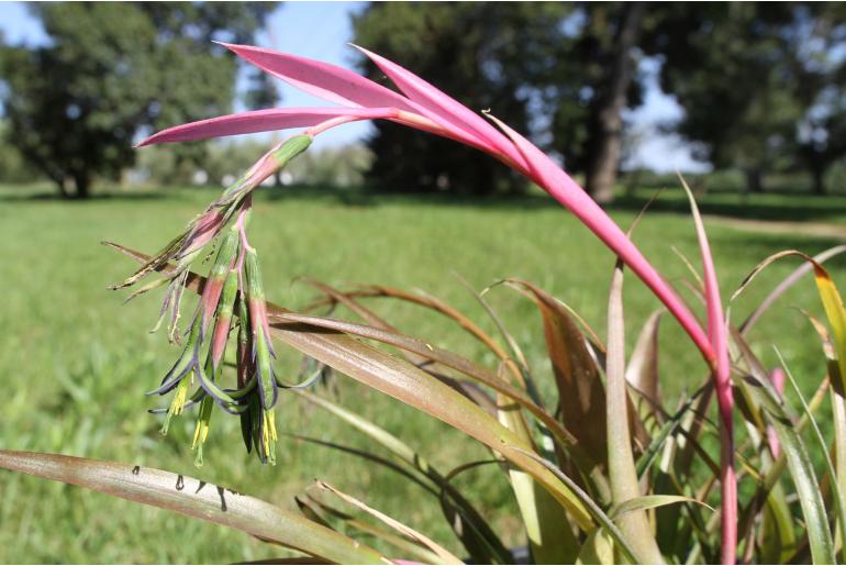 Billbergia nutans -11452