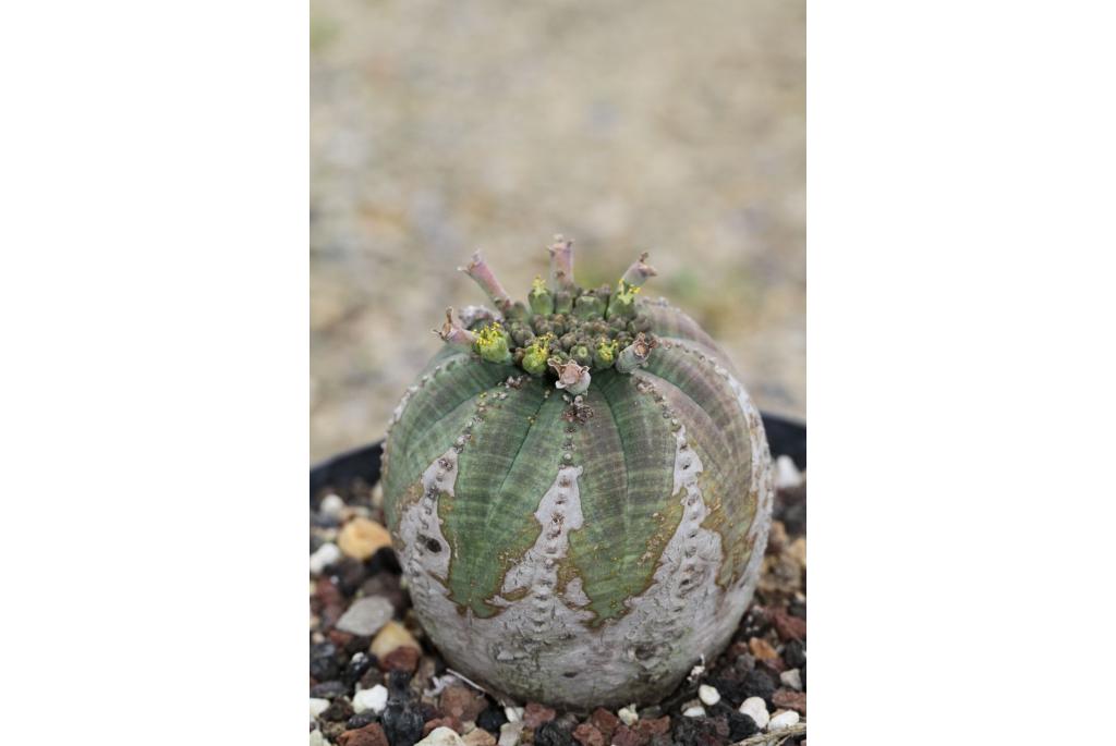 Zwaarlijvige euphorbia