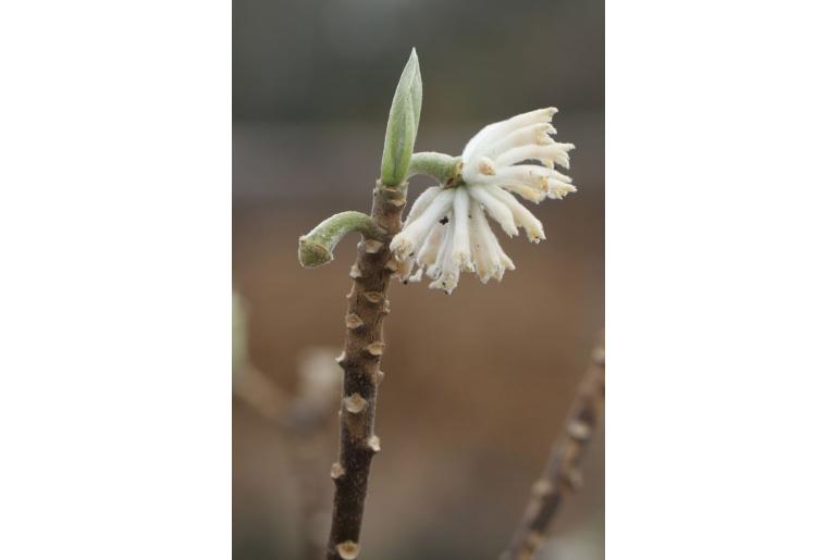 Edgeworthia chrysantha -11547