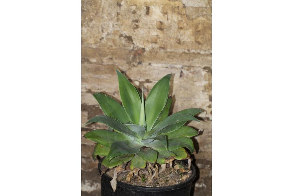 Zwanennek agave