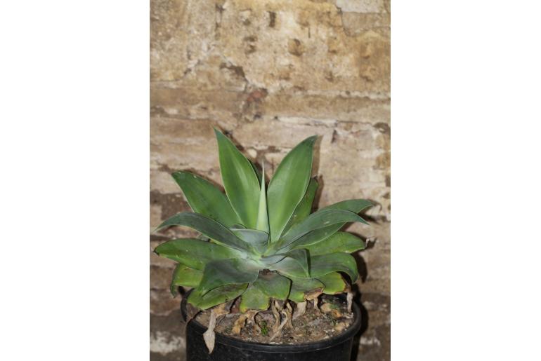 Agave attenuata -11766