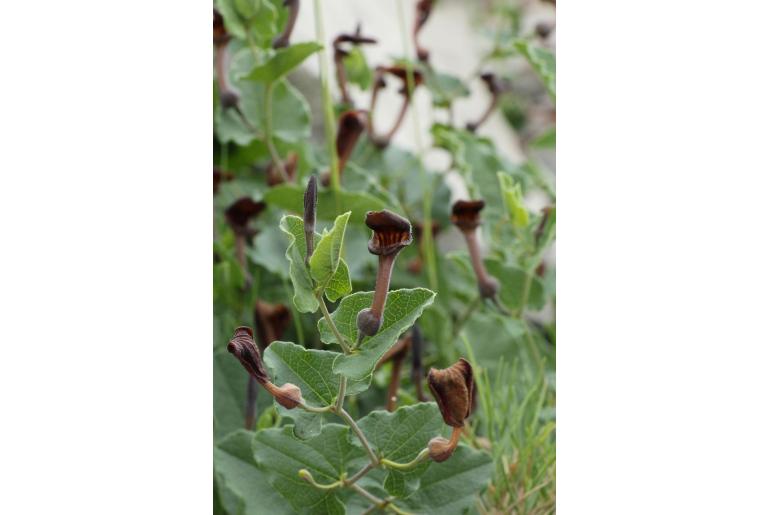 Aristolochia pistolochia -11803