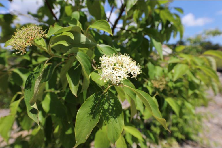 Cornus glabrata -11899