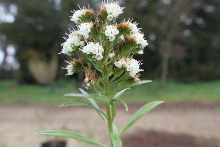 Echium giganteum -12008