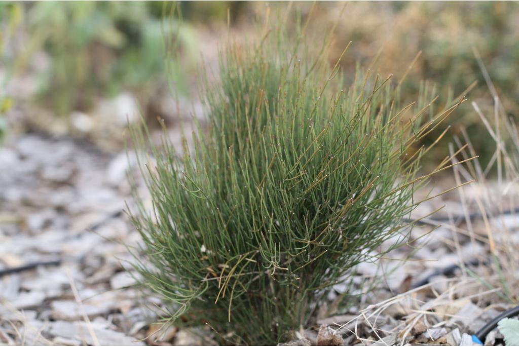 Bladloze ephedra