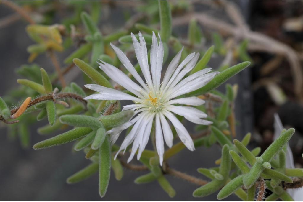 Borstelige drosanthemum