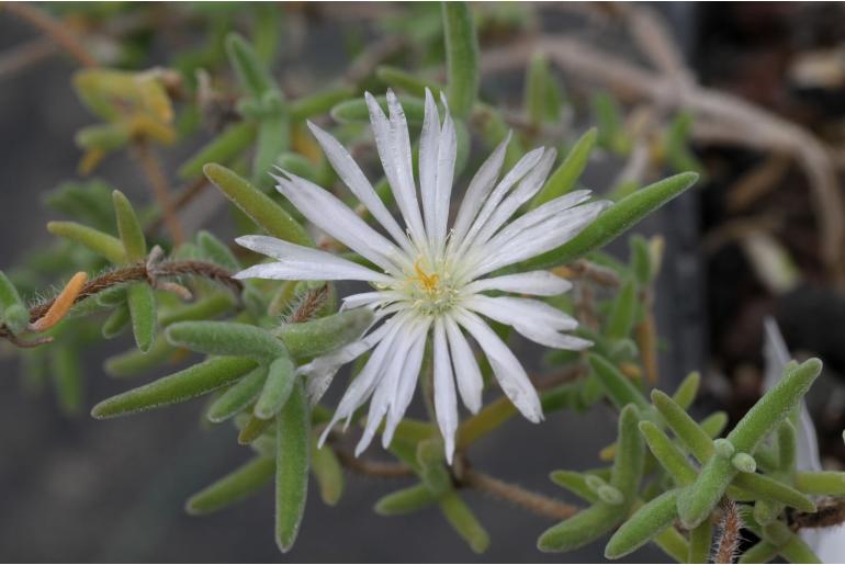 Drosanthemum hispifolium -12175