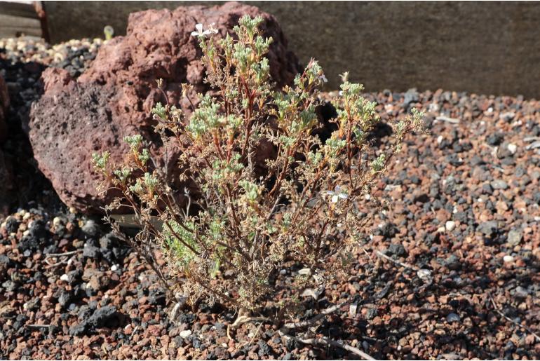 Ruschia rariflora -12195