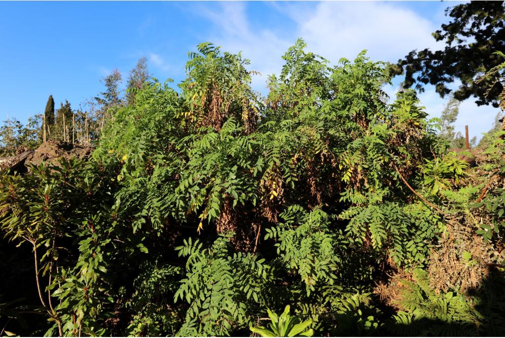 Madeira marcetella