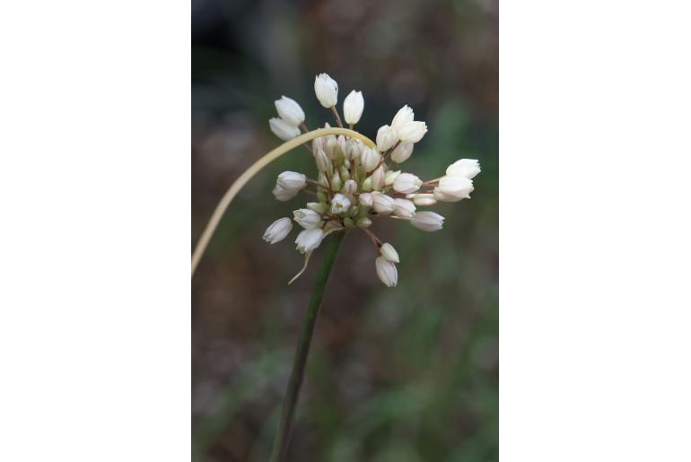 Allium convallarioides -12237