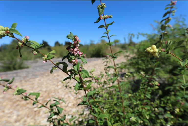 Symphoricarpos oreophilus -12289